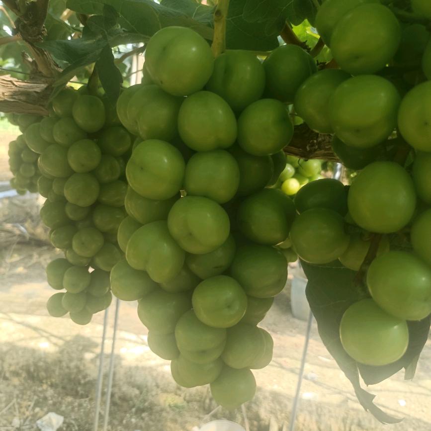 👷🏻‍♂️👫(ฅ´ω`ฅ)已阅留爪