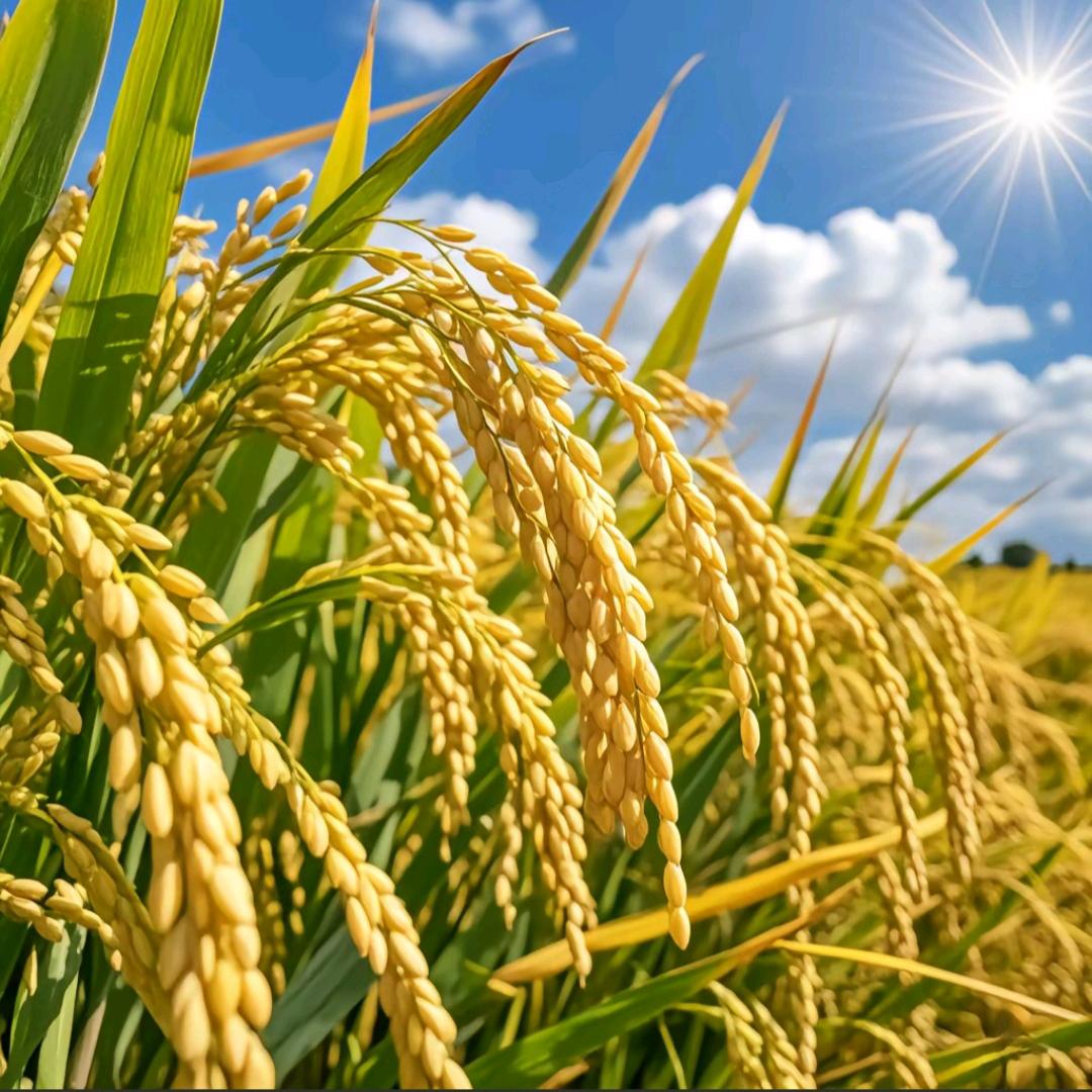 ᭄💞秉ঞ宸᭄💞