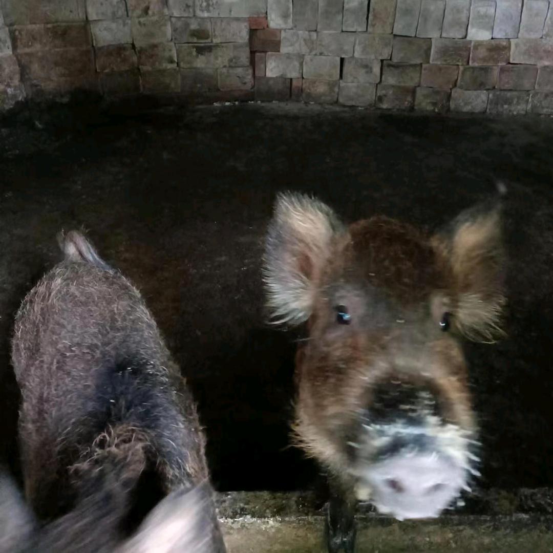 广西北流二代野猪养殖     啊虎