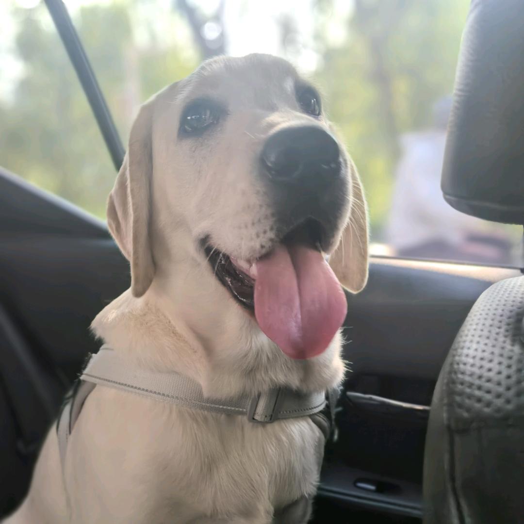 拉布拉多  布丁公主