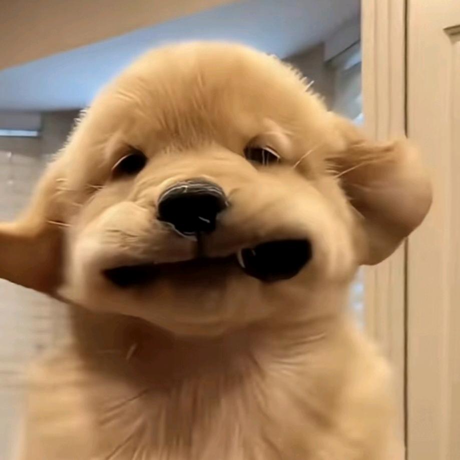 Solkatt₍˄·͈༝·͈˄*₎◞ ̑