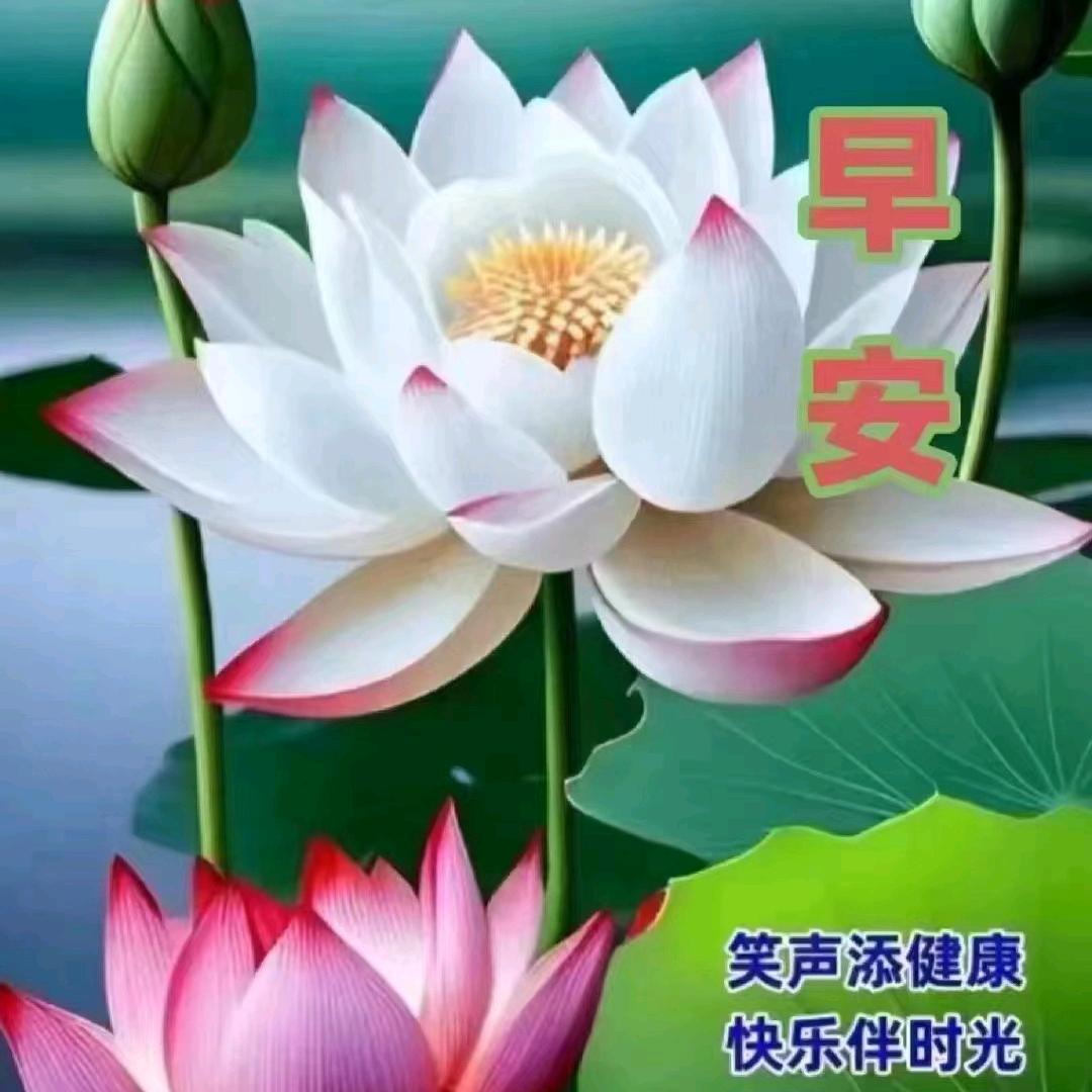 刘星花圆