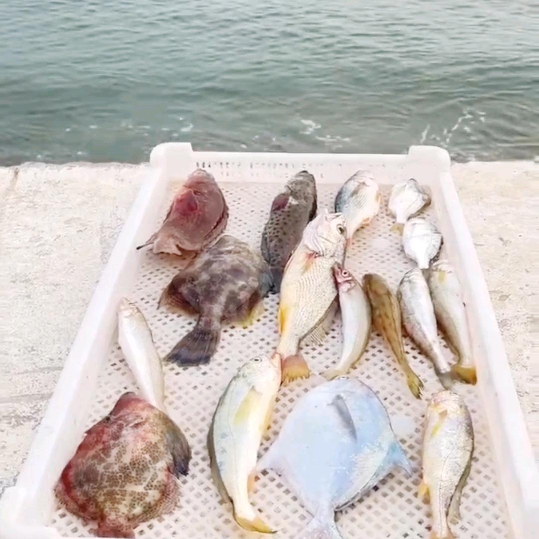 海岛兄弟🐟