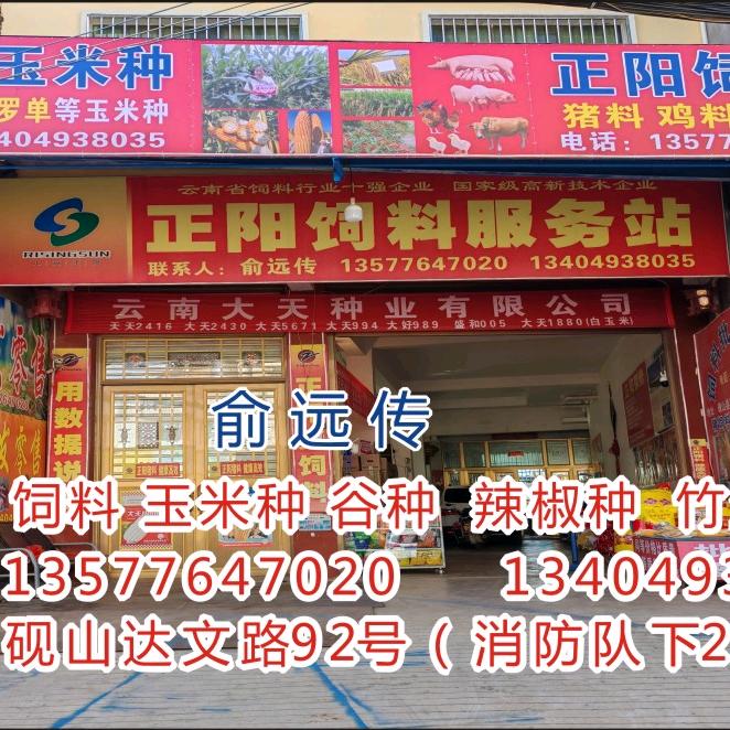 大天玉米种和正阳饲料