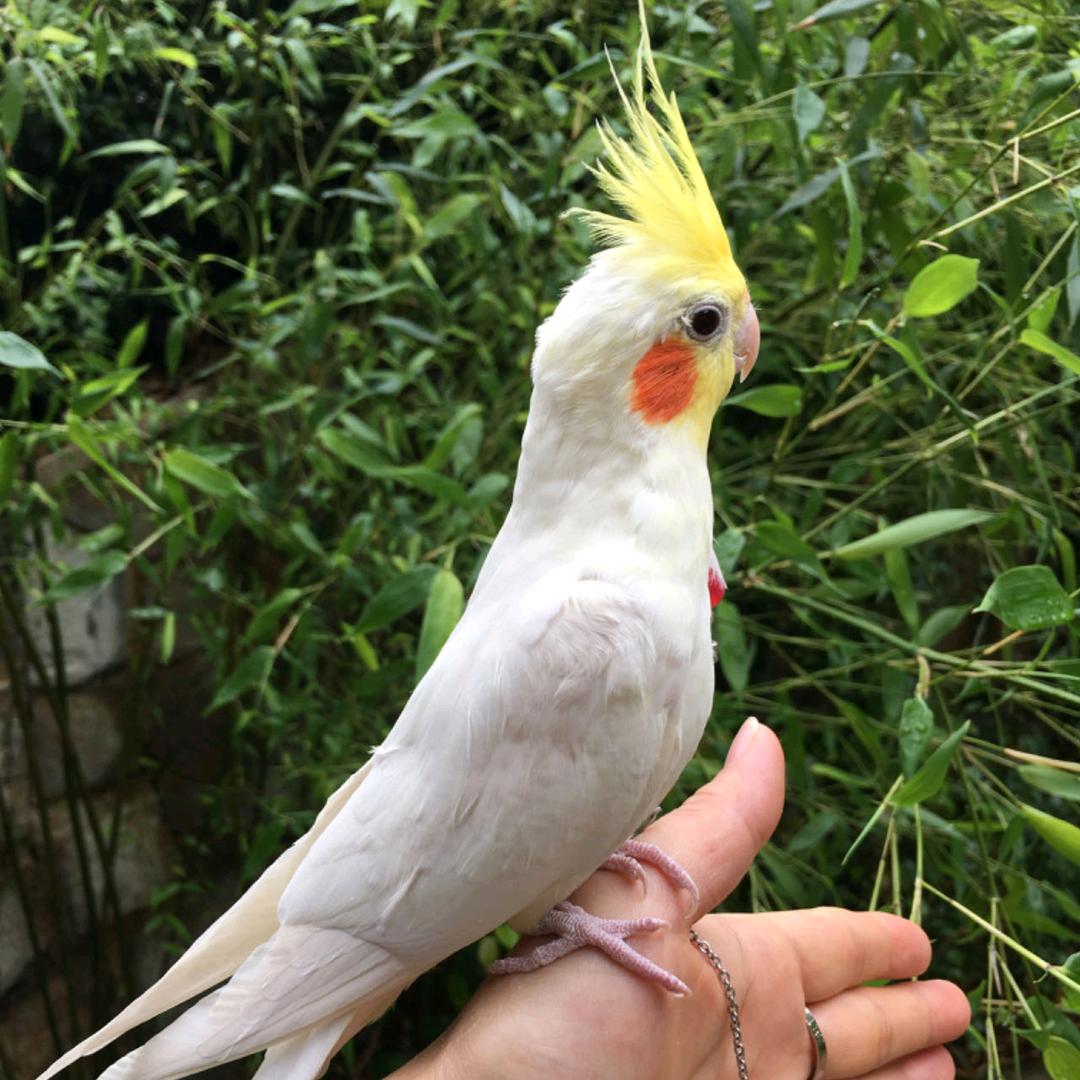 看花