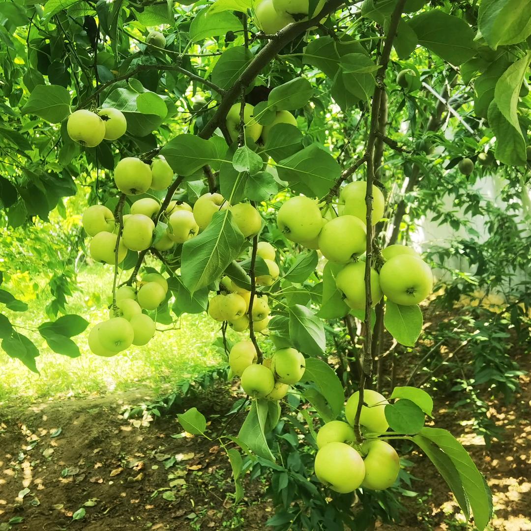 朱麻麻