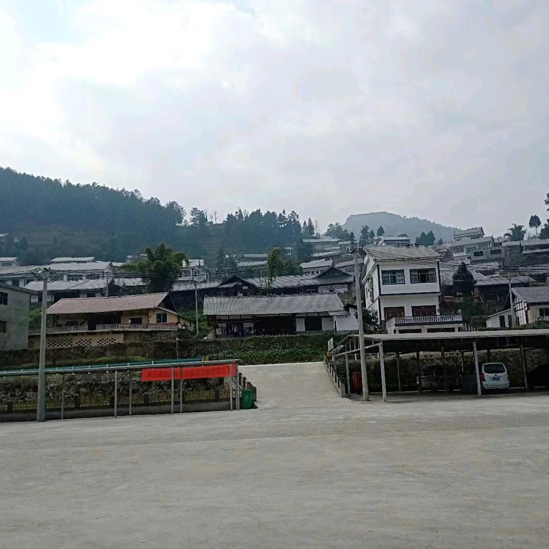 yang杨