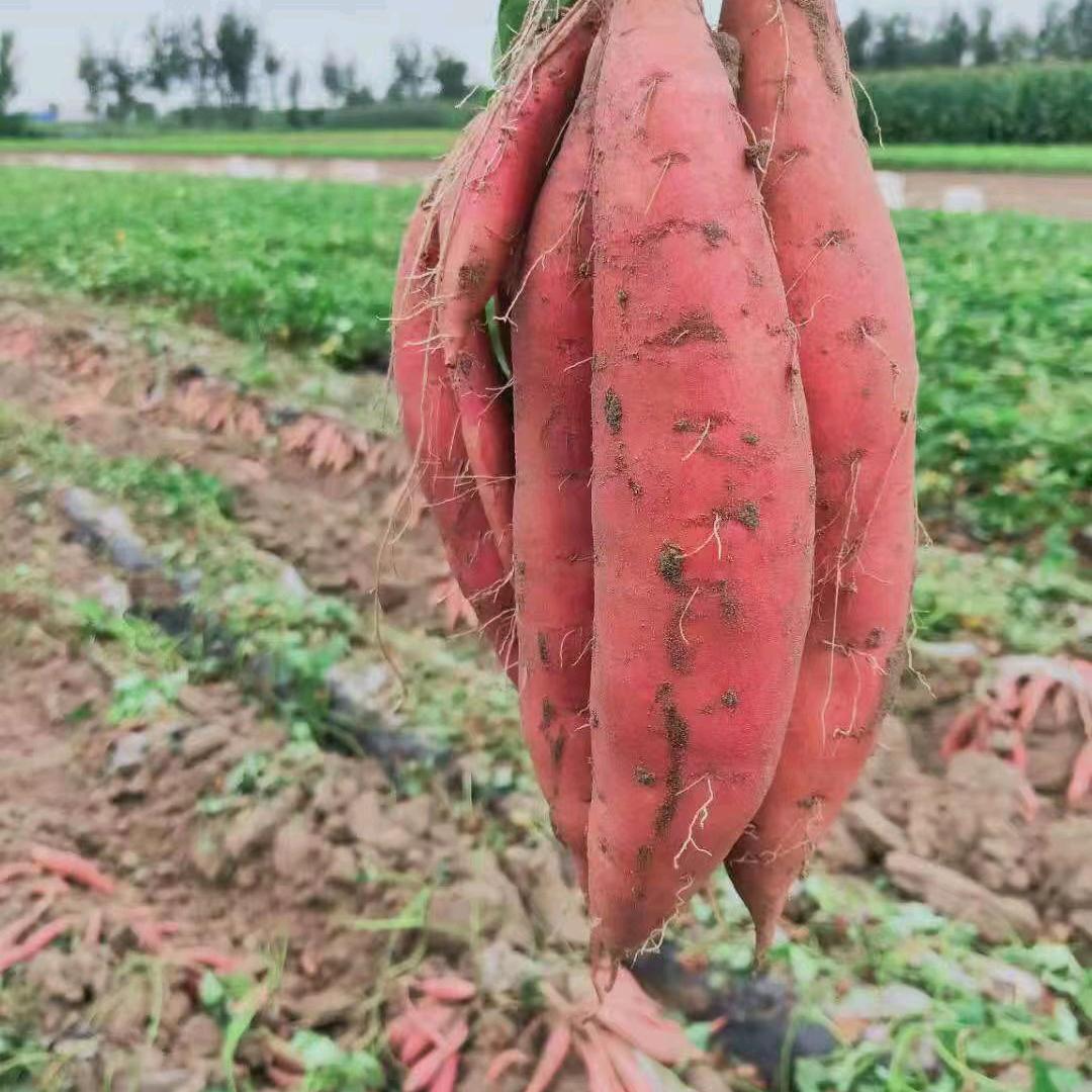 余生有你，🍎🍎🍎🍎