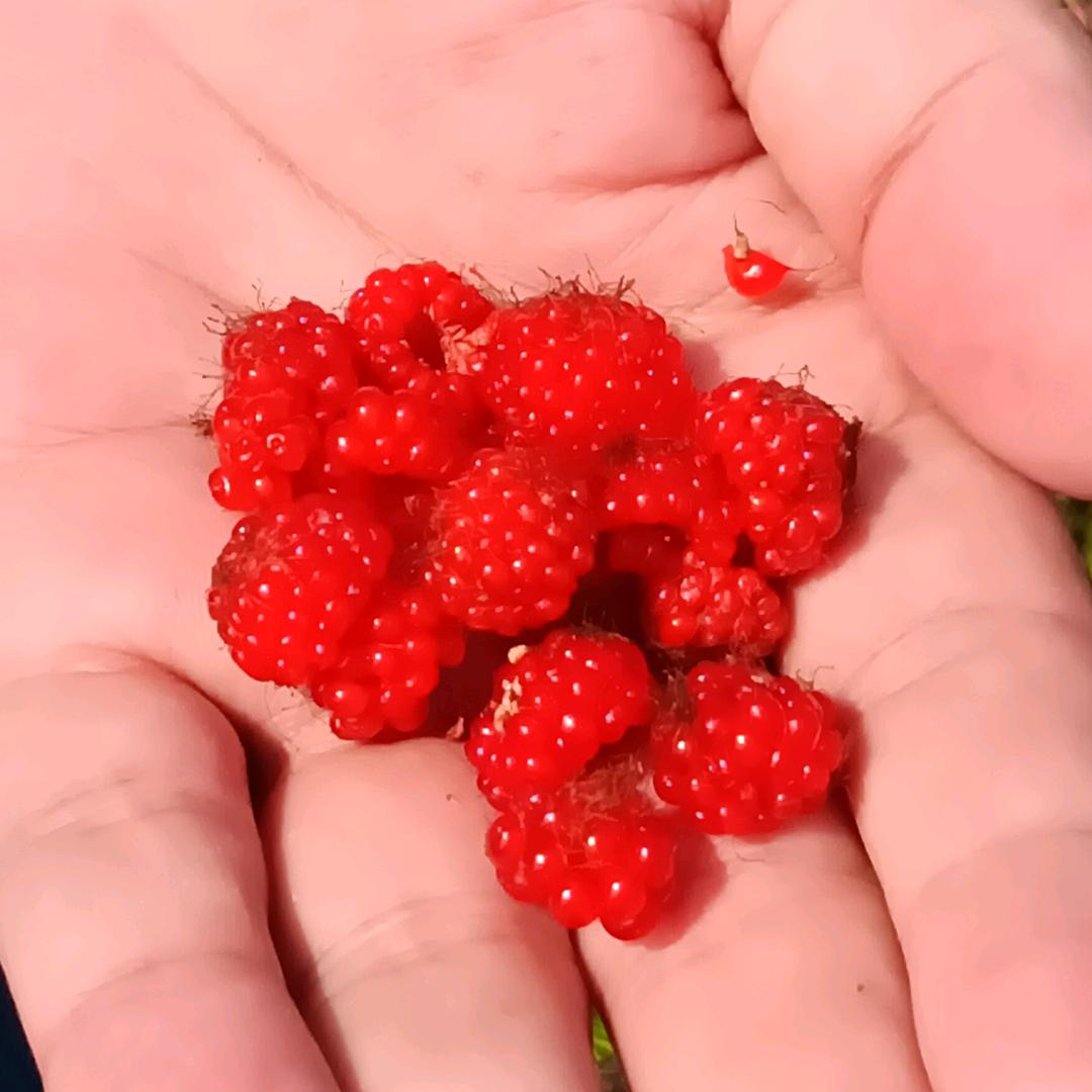 百香果柠檬水