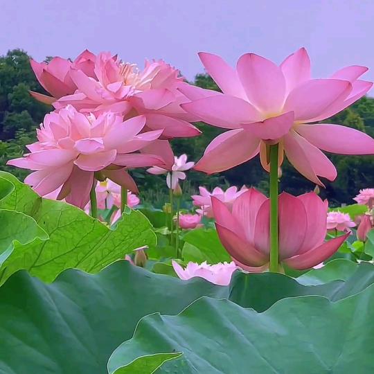 吉祥