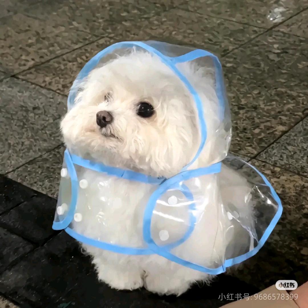 琦