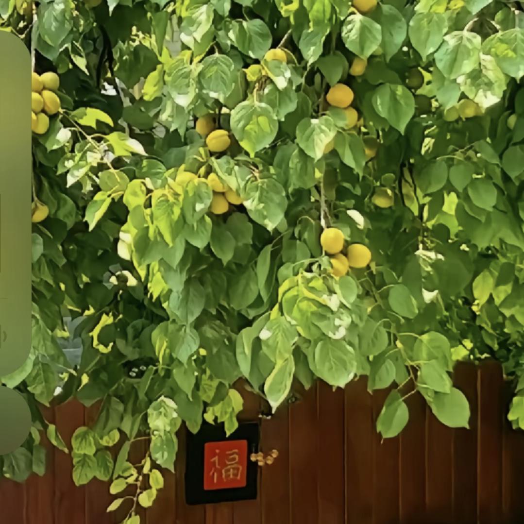 樱菀
