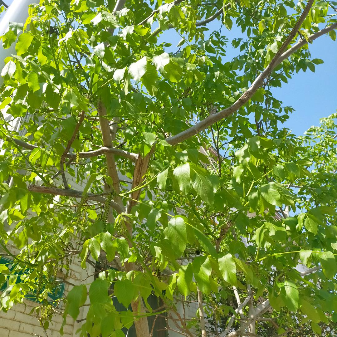 夏天的冰，秋天的果