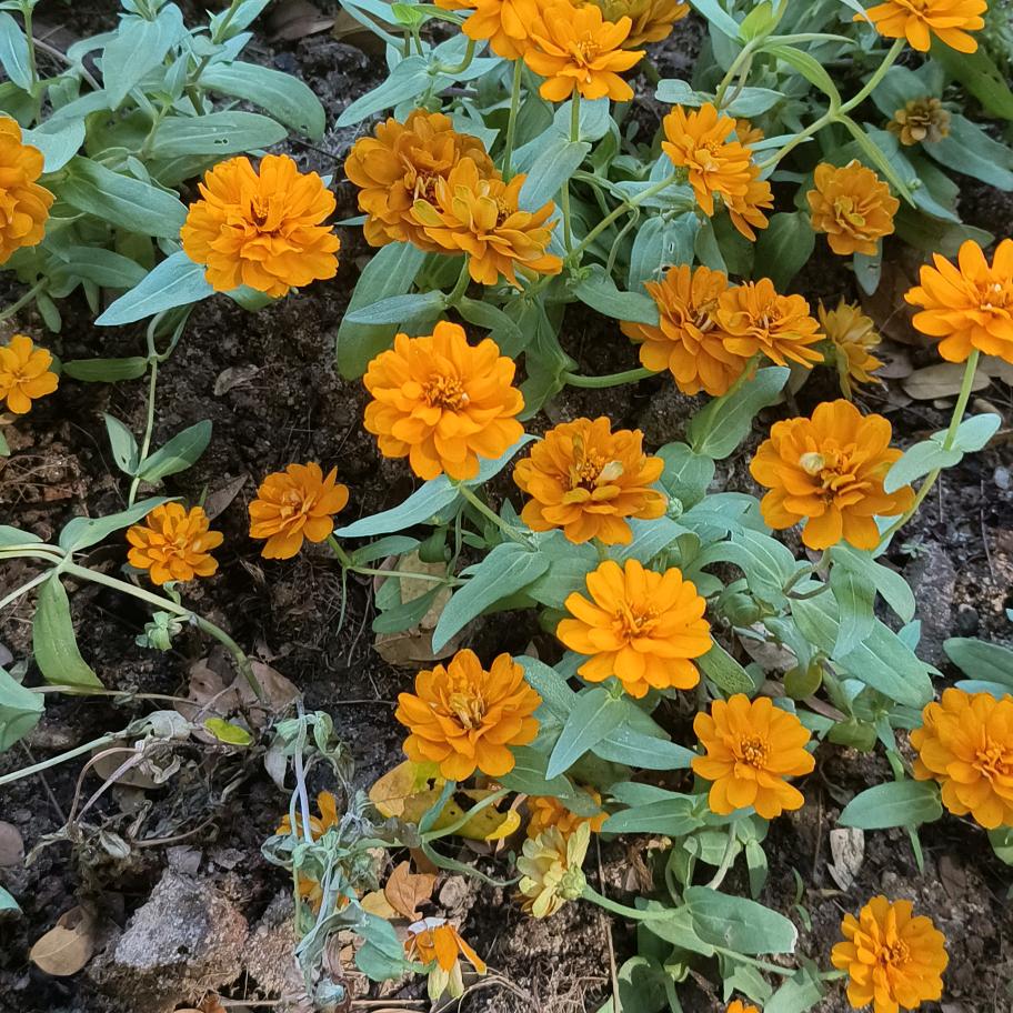 莲花🌸