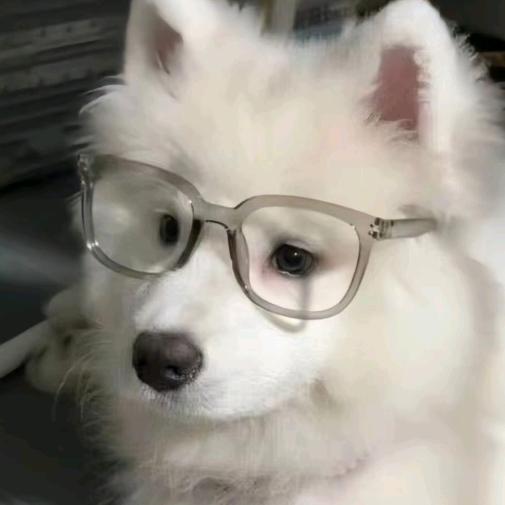 A市疯狂狗少