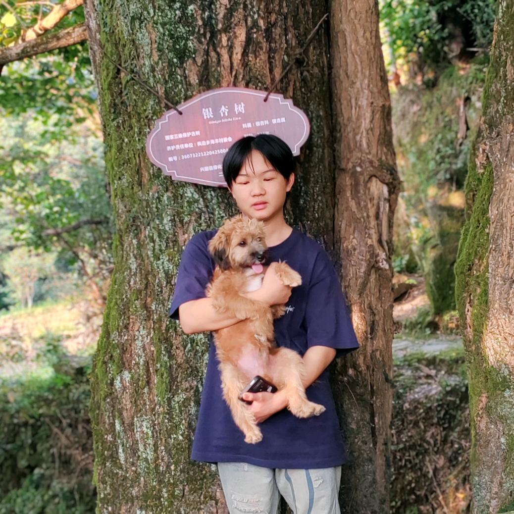 梦飞飞