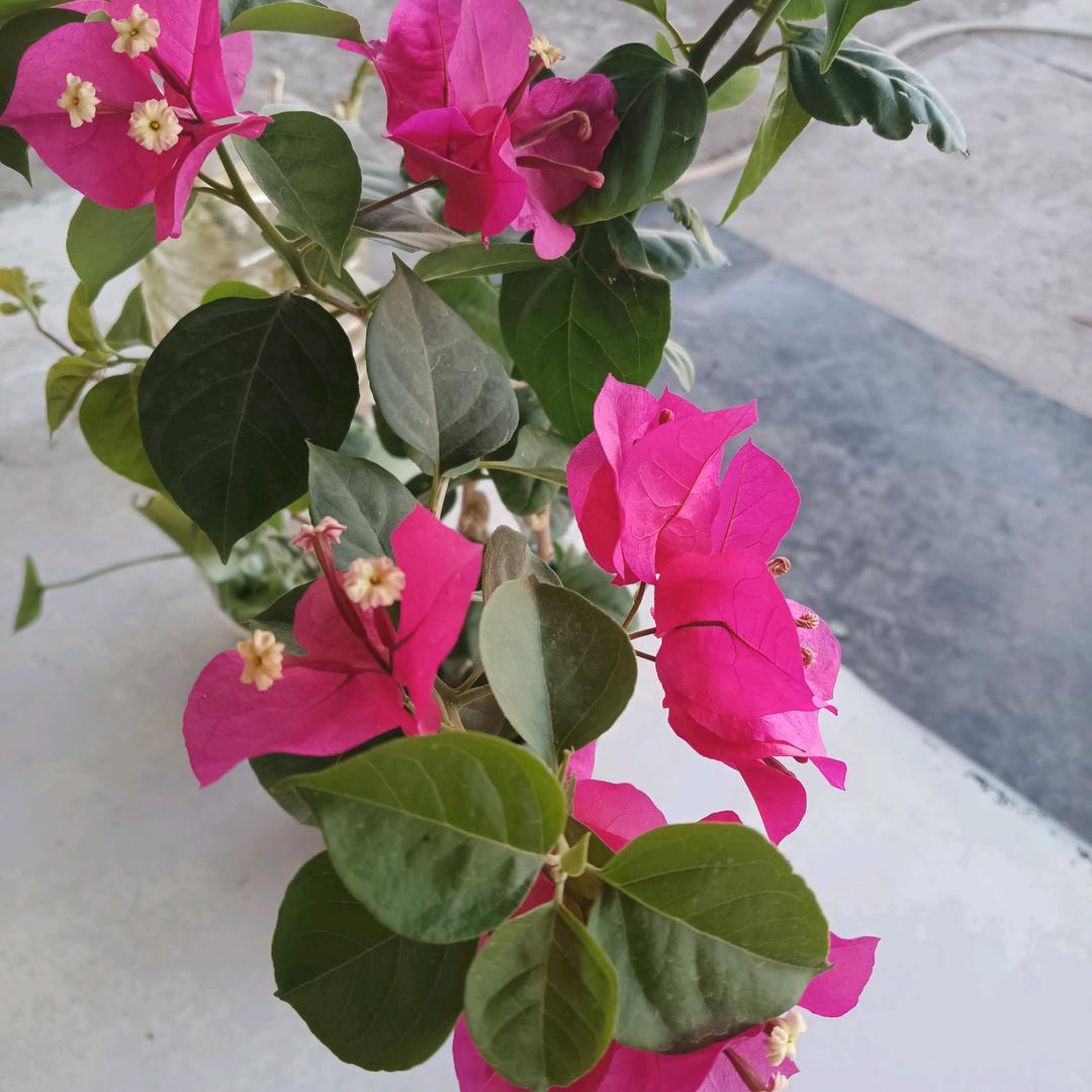 飞月