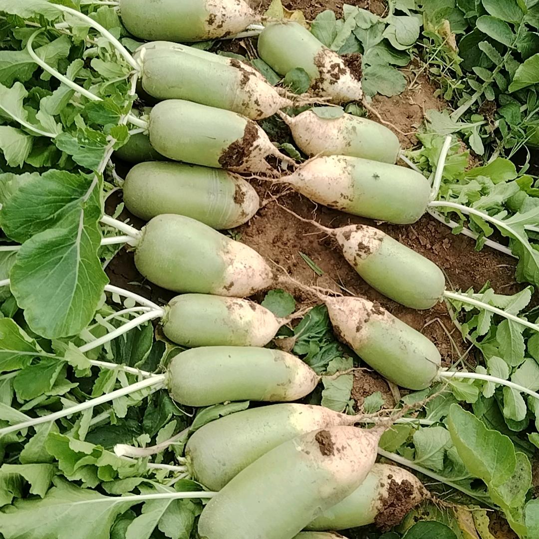 温县纵横家庭农场