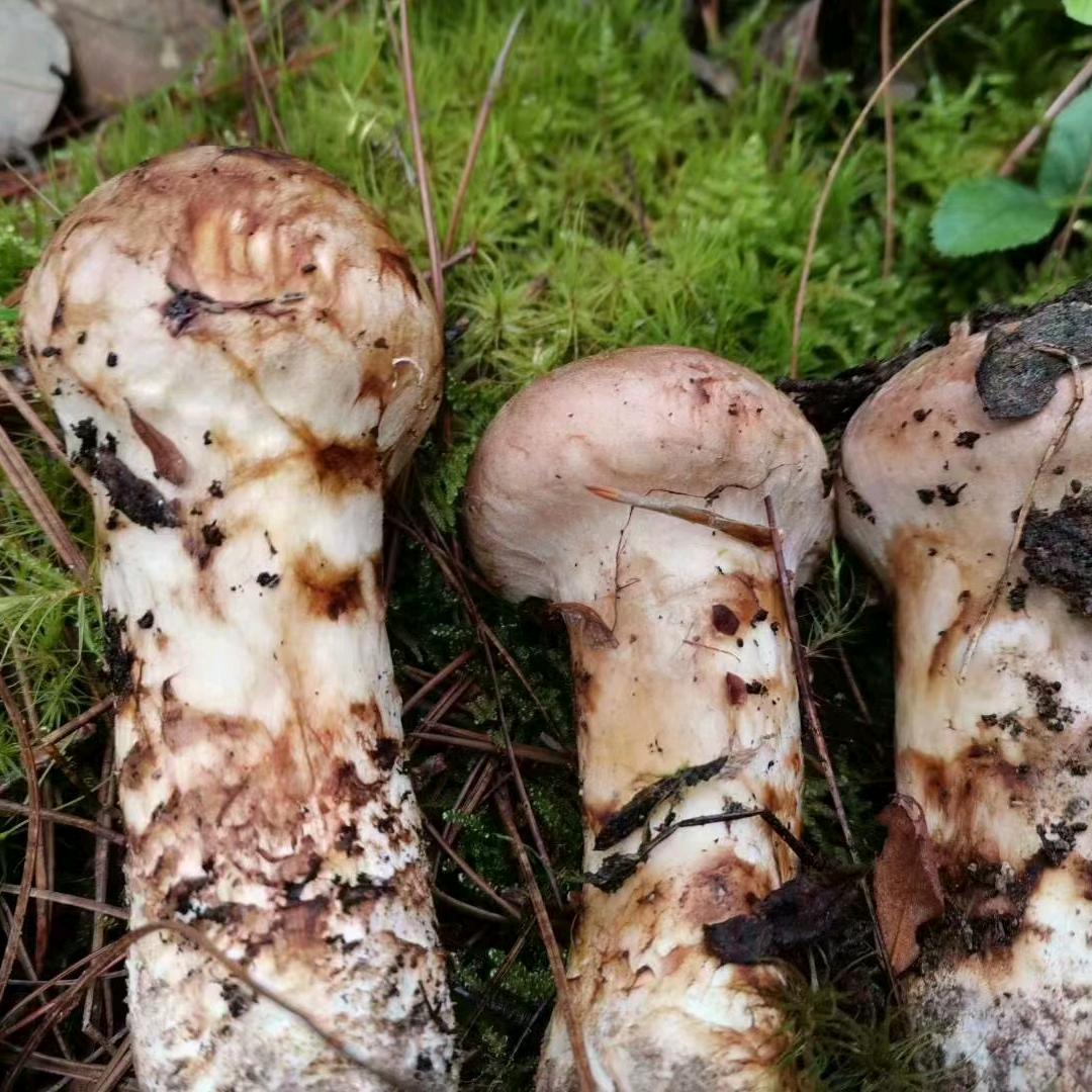 楊氏野生菌批发