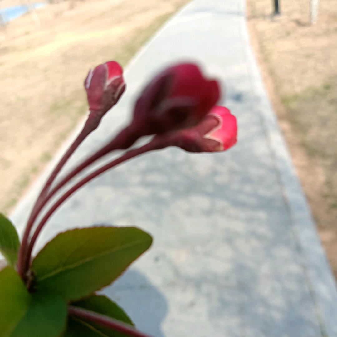 麒