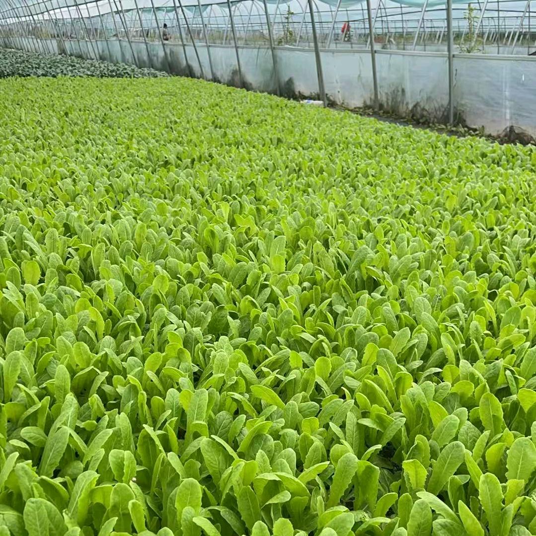 蔬菜园艺特色好货店