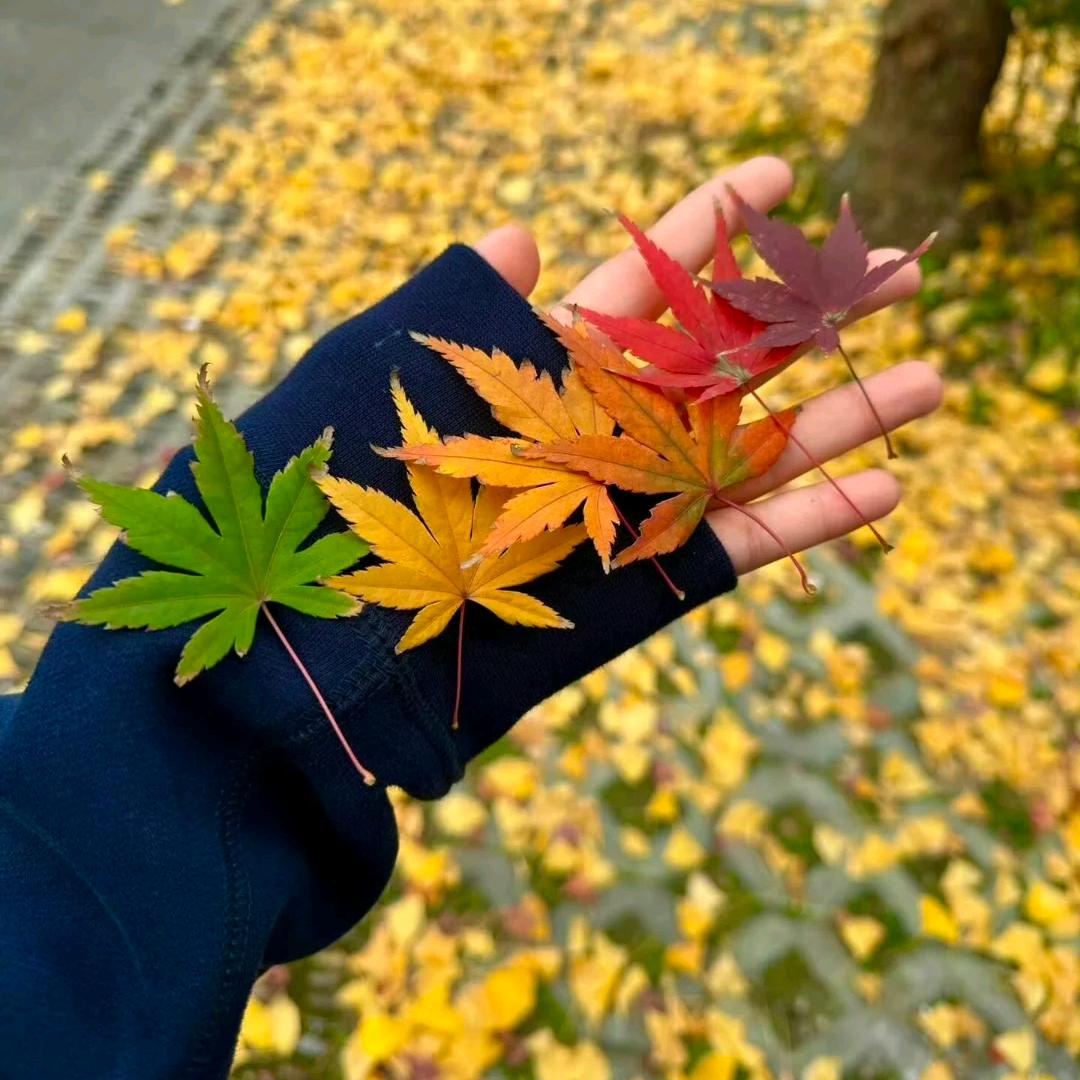 喜欢狗