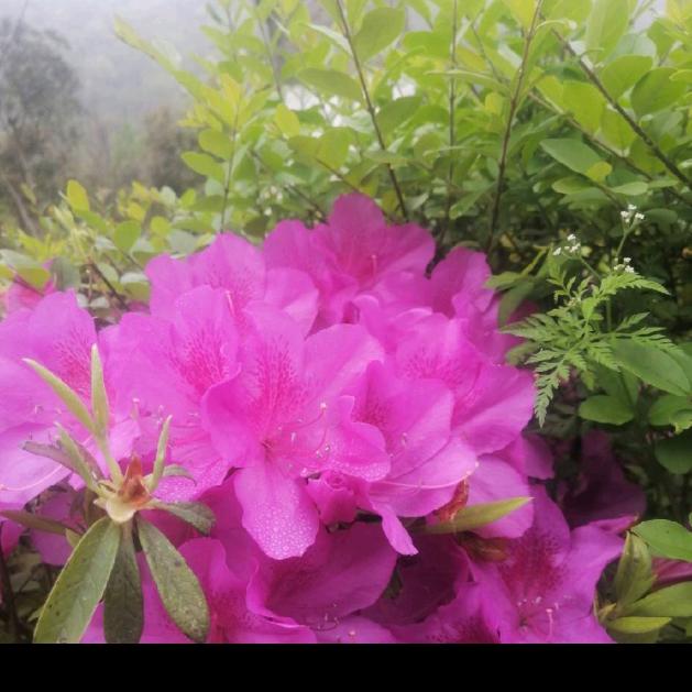 雪莲花