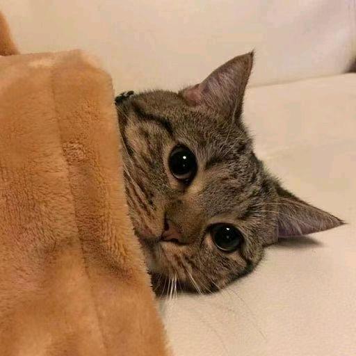 傲游费火