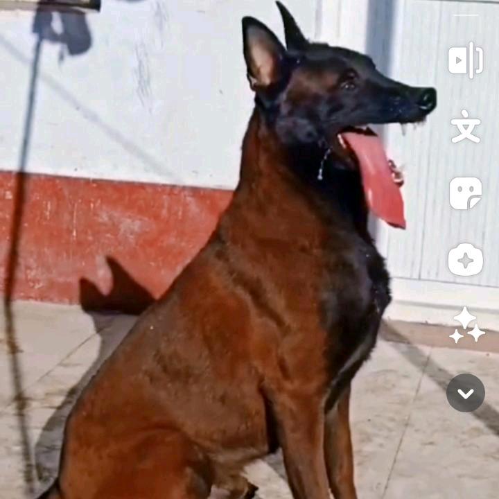 紫红马犬，养殖