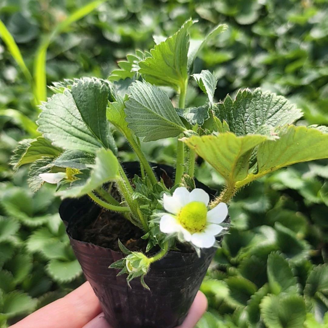 丽姐🍓🍓🌱🍀🌹