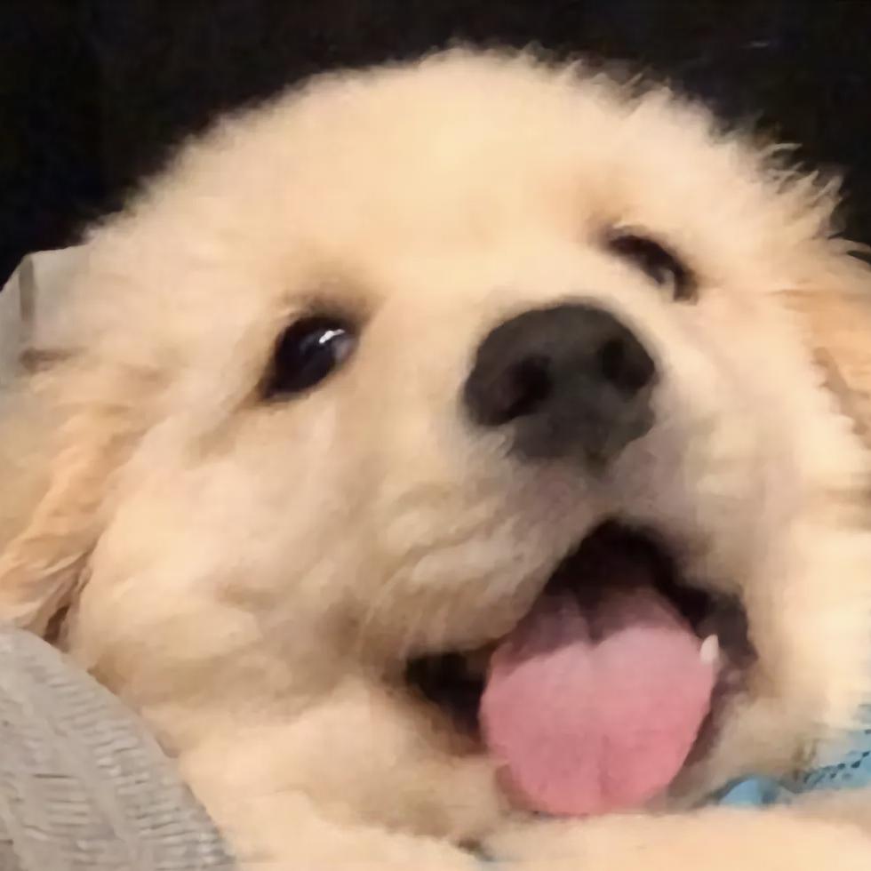 蛋蛋大王