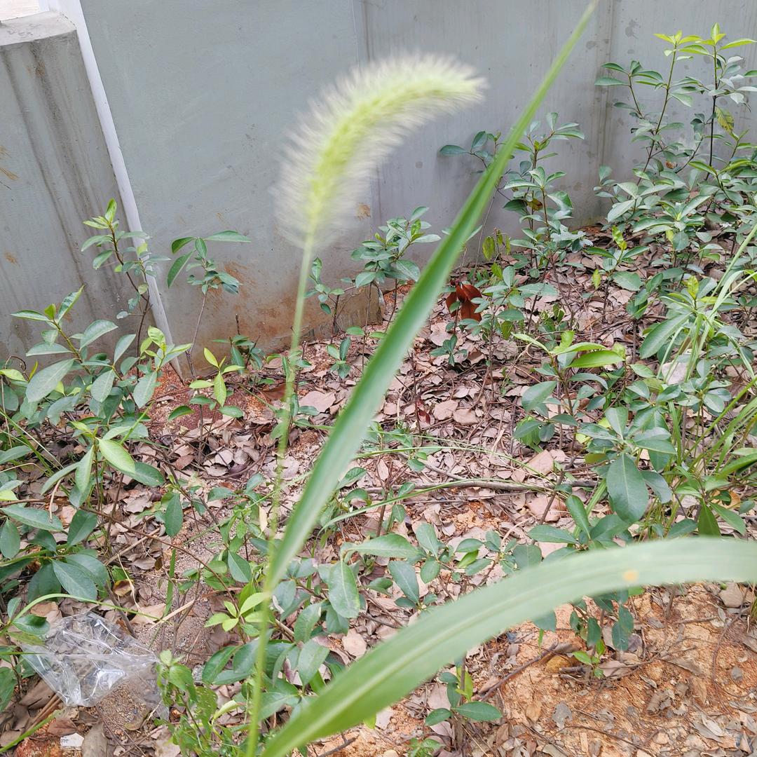 梦游零