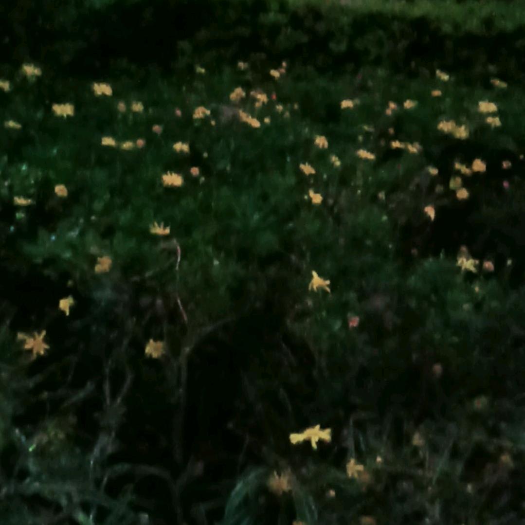 成春琴