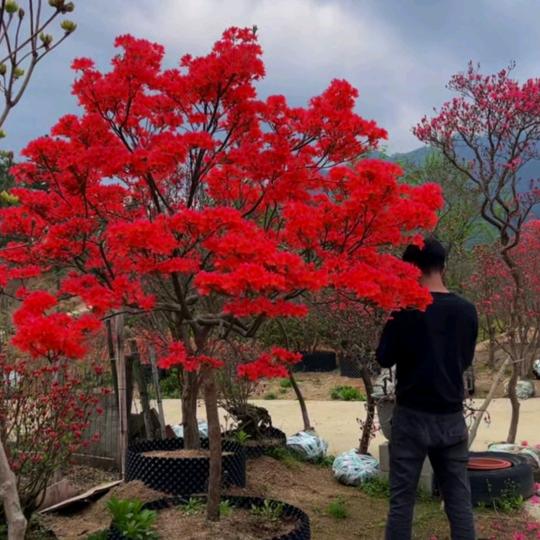 中映园 映山红园林