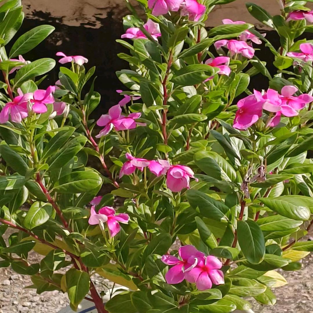 家和富贵(宋哥)