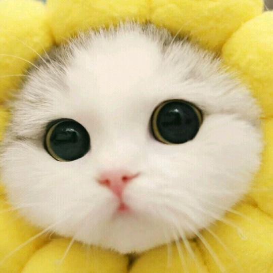 华姐