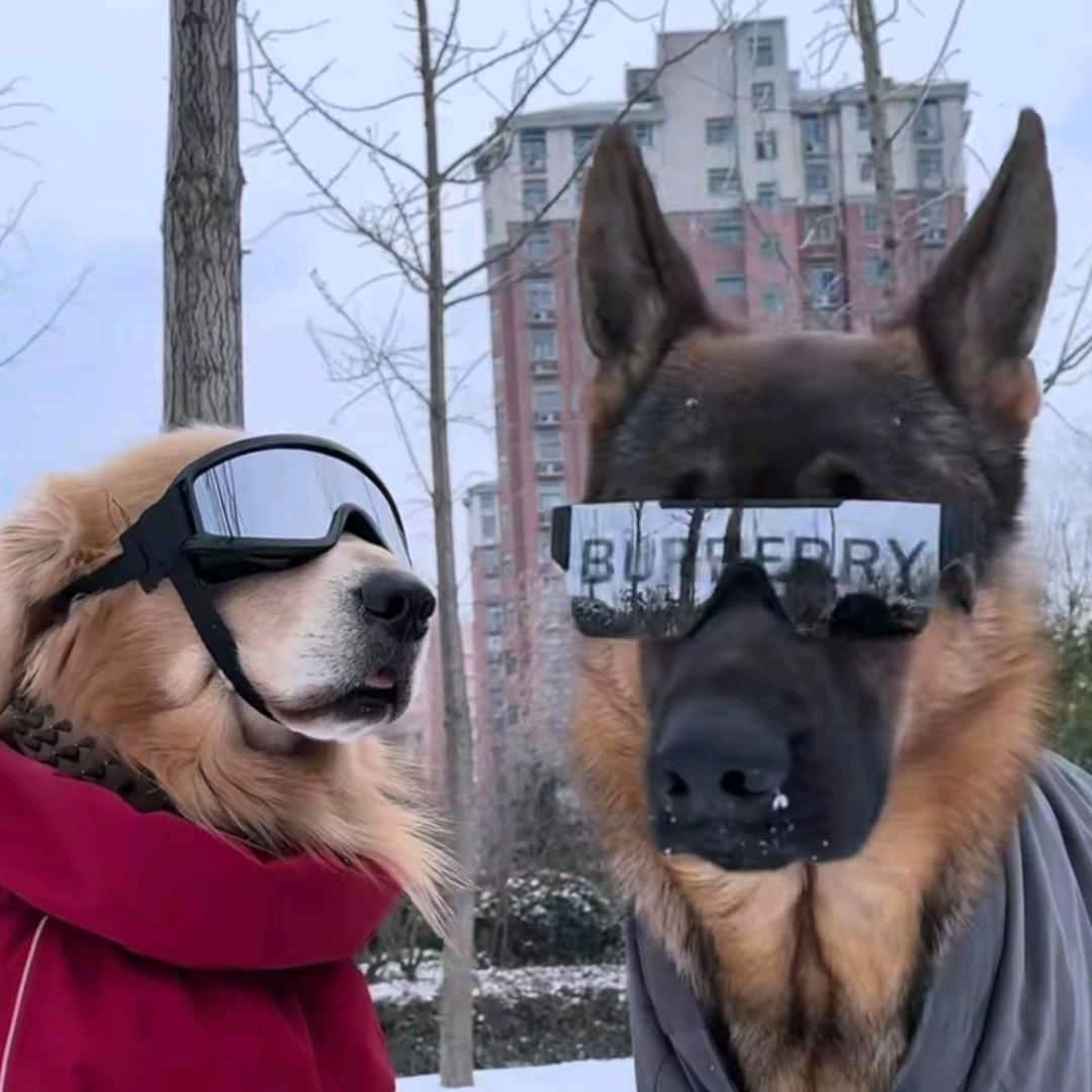 彭于晏的好兄弟