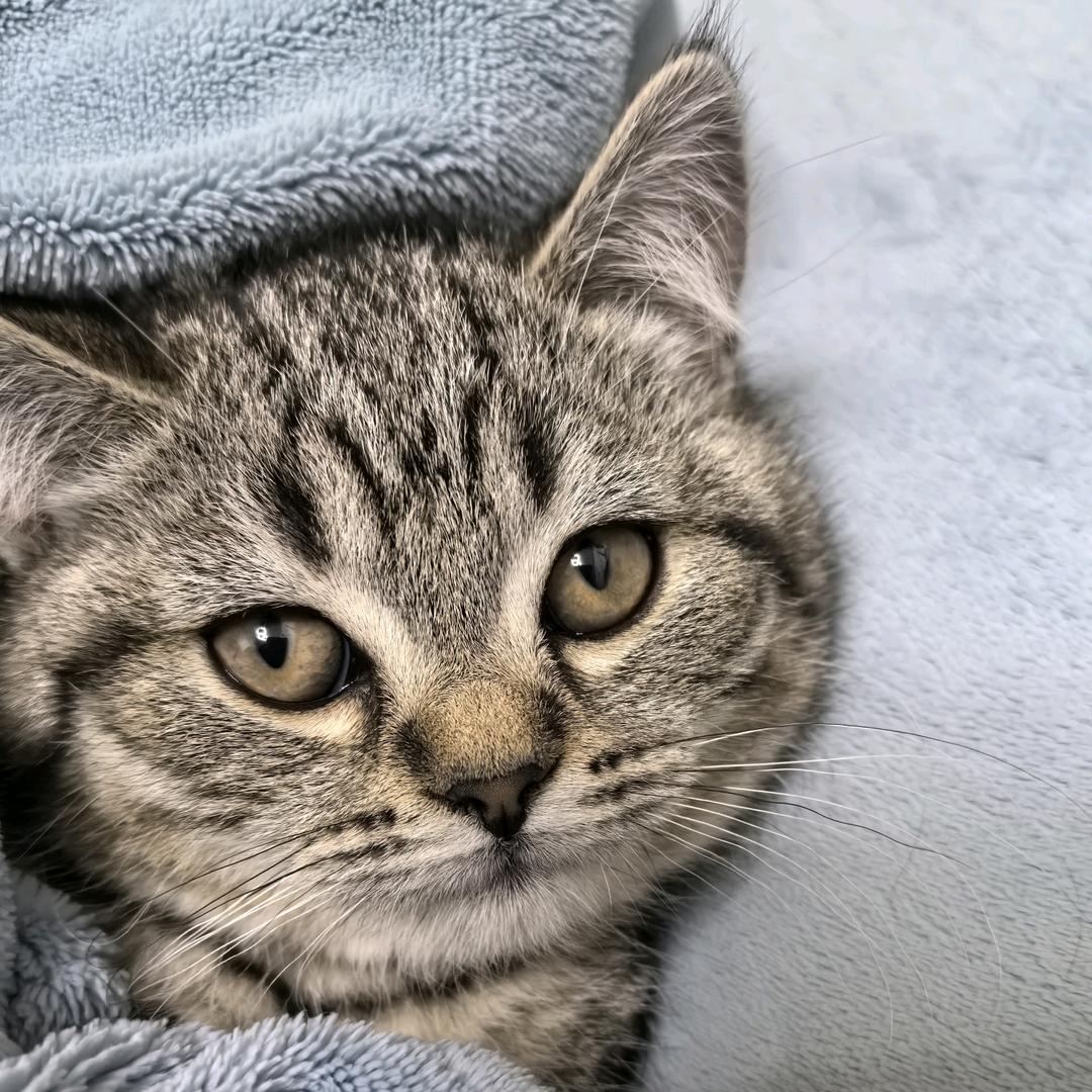 元宝不吃嘴！！