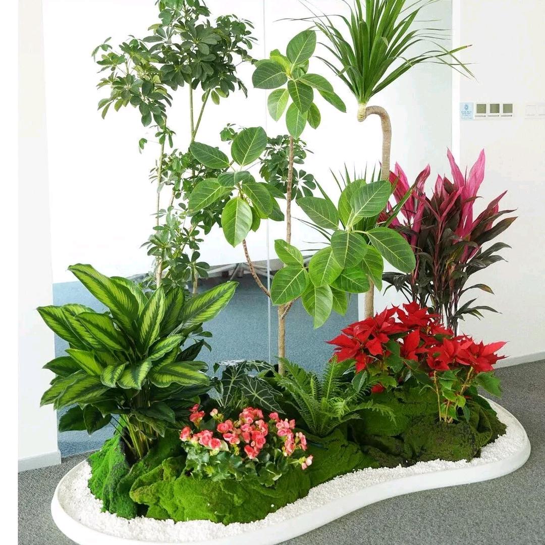 合肥绿植租赁