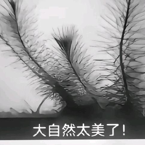 爱发发