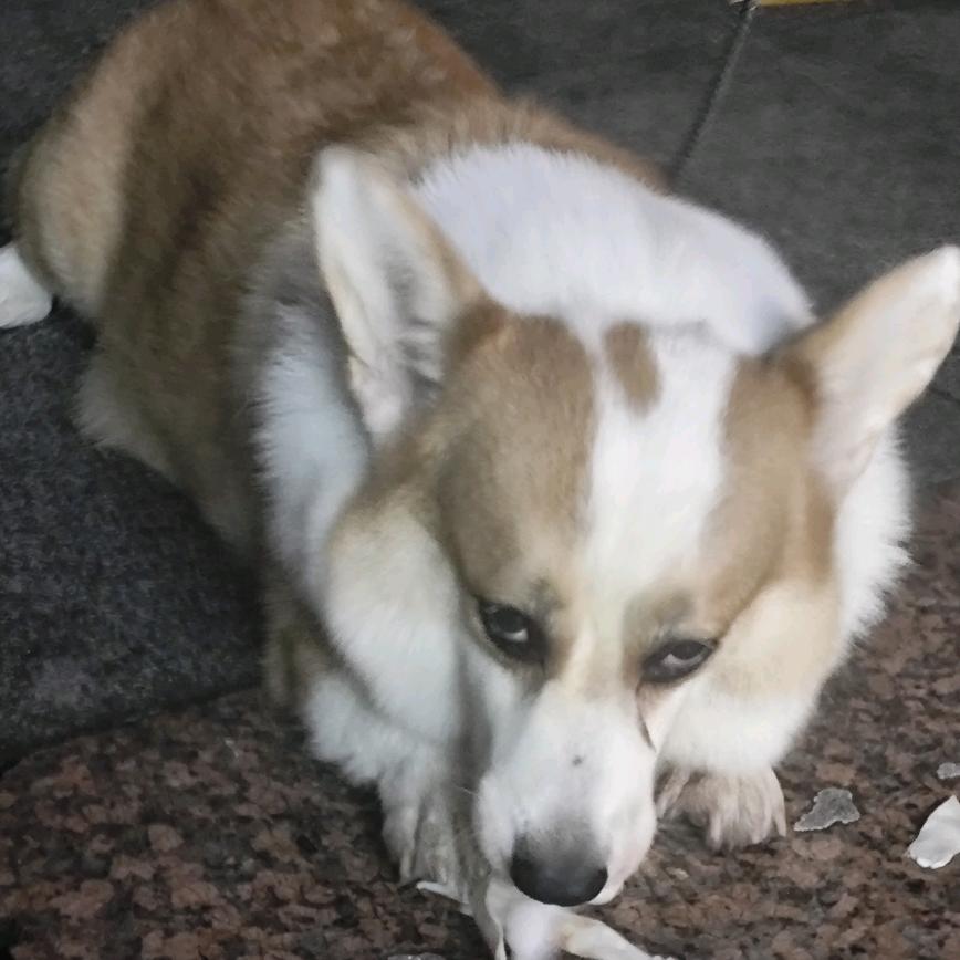 一颗痣的大码女装