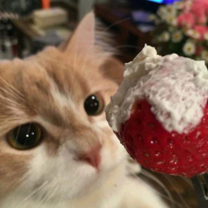 猫猫凌凌头像