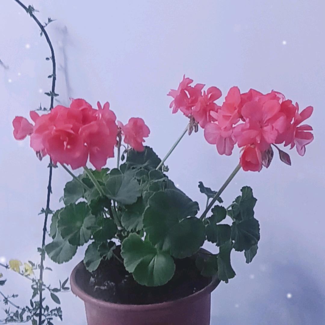 柱子哥