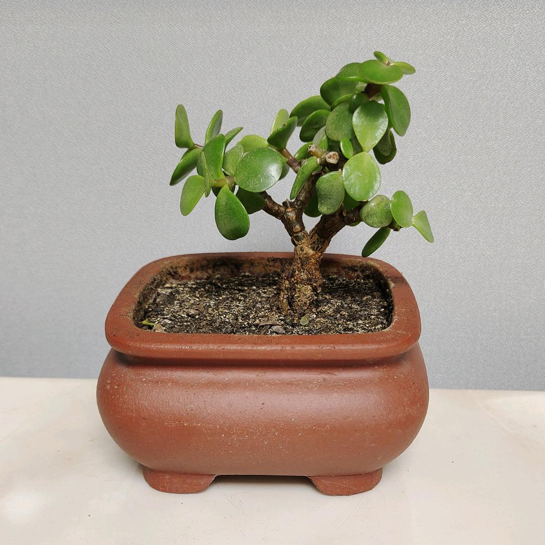 小希花卉园艺