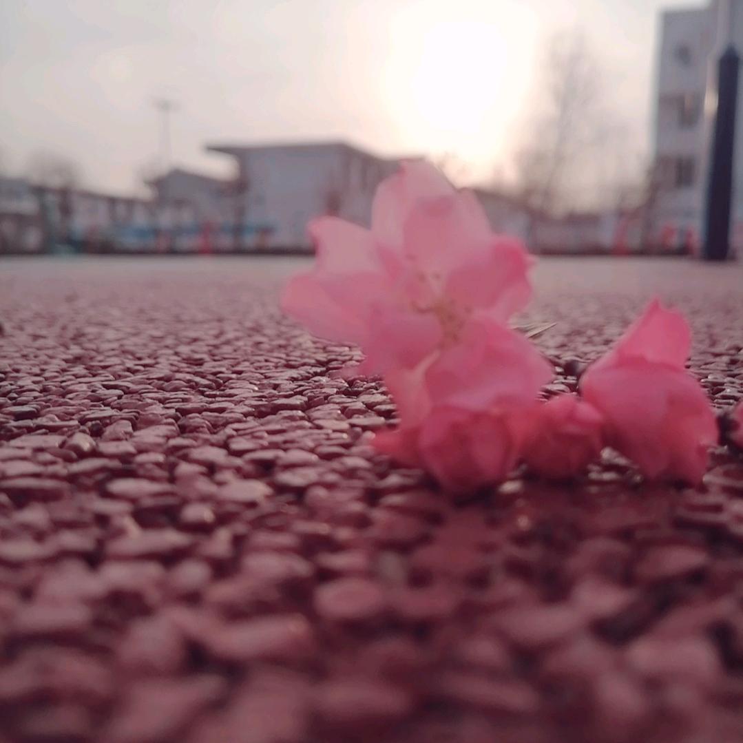 芳子950