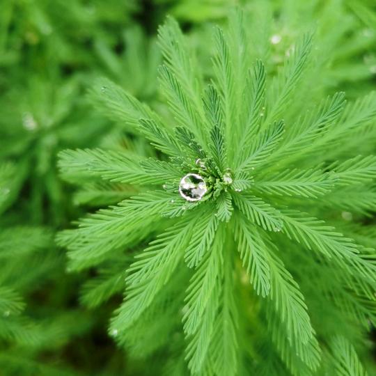 ～观雨～