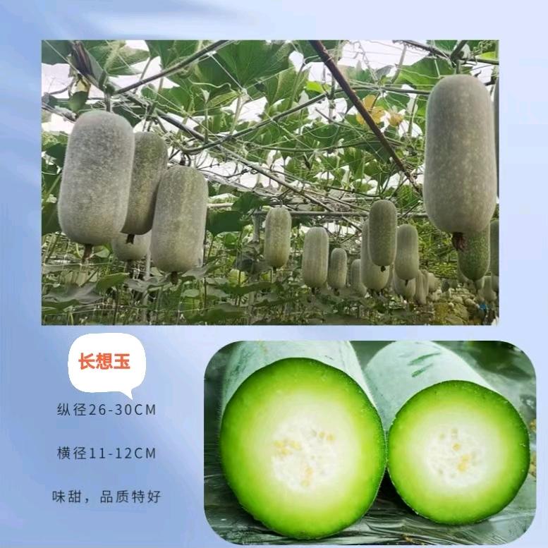 万寺合作社小韩