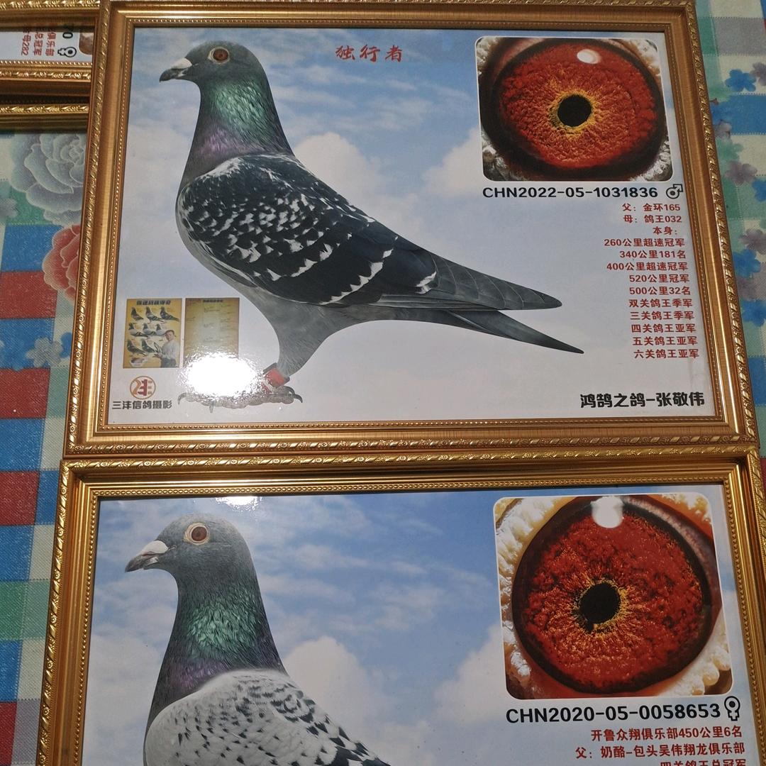 鸿鹄寄养团队~张敬伟