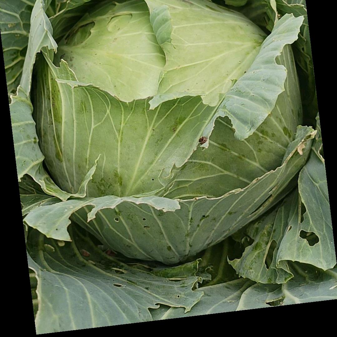 独来独往的女人