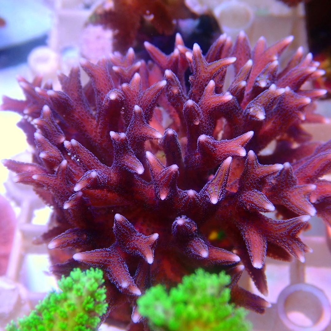 珊瑚秘境海缸水族工作室